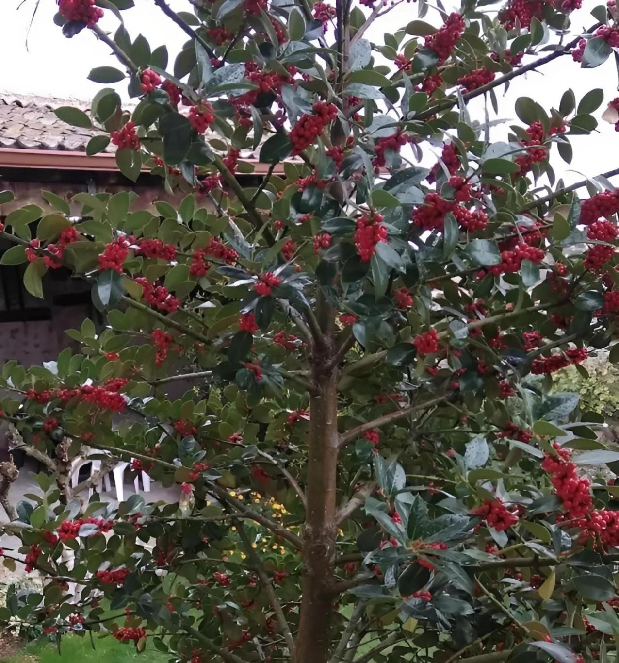 Casa Rural El Fresno Del Abuelo La Cuesta  Екстер'єр фото